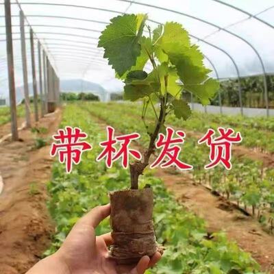 巨峰葡萄树苖苗阳光玫瑰果树果苗大全无籽南北方种植盆栽庭院爬藤