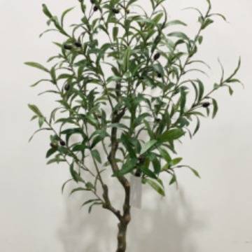 仿真植物带果橄榄树可拆装绿植盆栽旅人仿真花蕉人造散尾葵假树