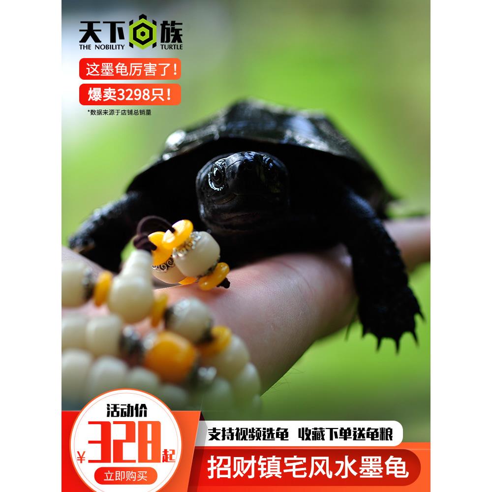 墨龟纯种全黑小乌龟活物特大中华草龟顶墨龟苗宠物龟公檀香龟种龟