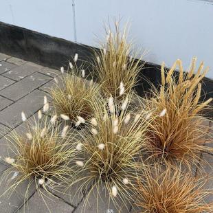 仿真狗尾草堆枯草工程造景橱窗装饰假草坨秋色蒲草狼尾草轻奢草丛