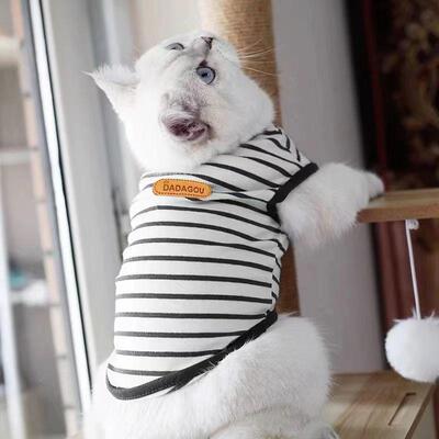 猫咪衣服防掉毛布偶幼猫小奶猫无