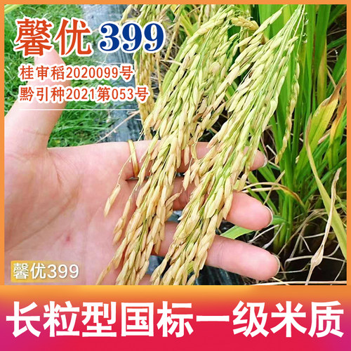 浓香型国标一级香米馨优399水稻种子口感软糯高产500克抗倒伏