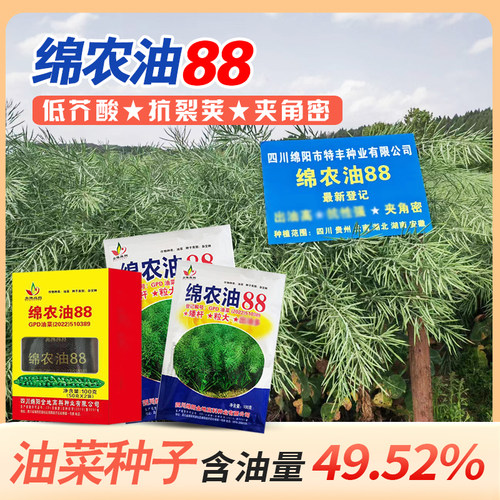 纯黑色油菜种子绵农油88秋季种植