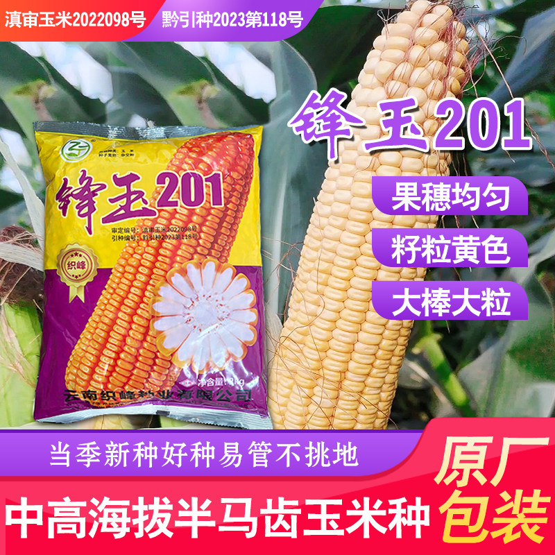 贵州云南玉米种锋玉201大棒马齿型新品种适应海拔1000-2000米播种