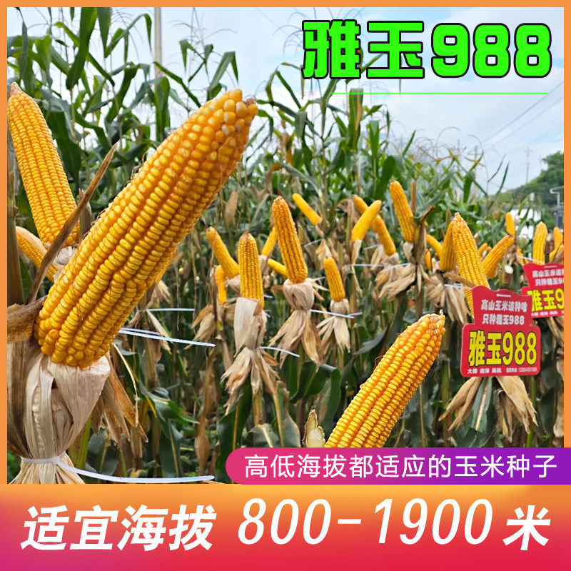 雅玉988玉米种子耐瘠薄耐干旱高山河谷沙地皆可种高低海拔通种