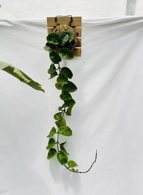 板植相框圆叶克林克球兰 克林顿球兰 开花不断好养绿植花卉