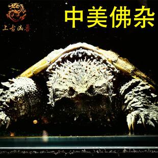 中美杂中美拟鳄龟纯佛鳄龟大头爆刺粗须凶猛活体观赏宠物拟鳄之王