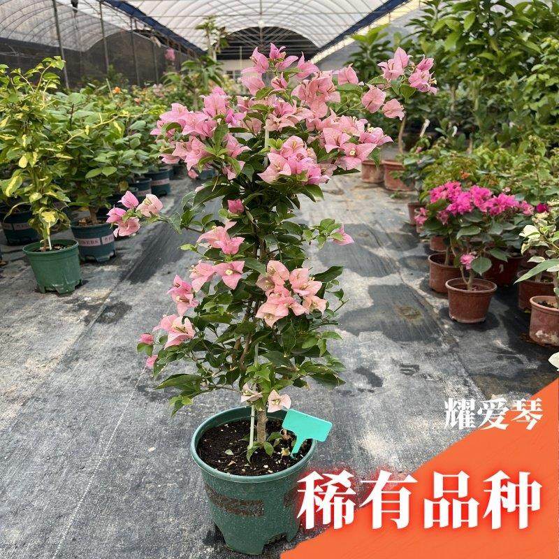 三角梅带花盆栽绿樱爬藤重瓣老桩四季开花大苗红樱安格斯庭院植物,鲜花速递/花卉仿真/绿植园艺,绣球/木绣球/木本植物,淘宝优惠券,粉丝福利购,淘宝优惠卷