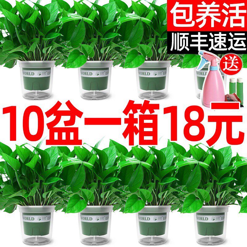 绿萝盆栽室内植物花卉绿植水培长藤垂吊大叶绿箩吸除甲醛新房家用