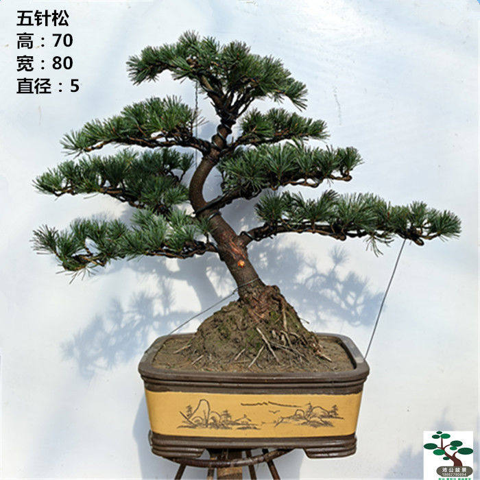 一物一拍 五针松盆景 迎客松 黑松老盆口 树桩常青耐寒好养实物