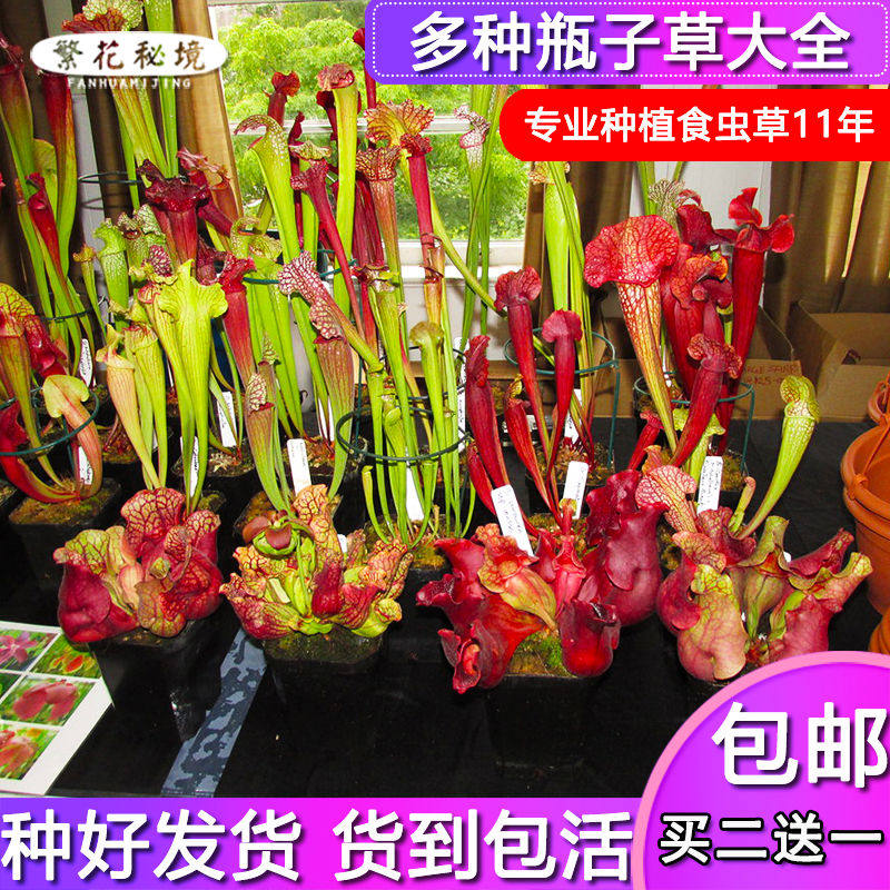 多种瓶子草大型成苗盆栽组合套餐食虫植物驱蚊草捕蝇草绿植猪