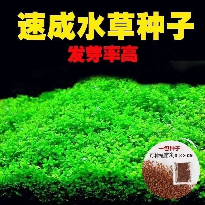 水草种子增氧免洗四季鱼缸水草籽草缸造景真草水草泥牛毛草种子