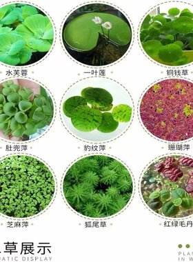 水草浮萍圆心萍肚兜萍槐叶红毛丹一叶莲葫芦芙蓉鱼缸水族鱼缸造景