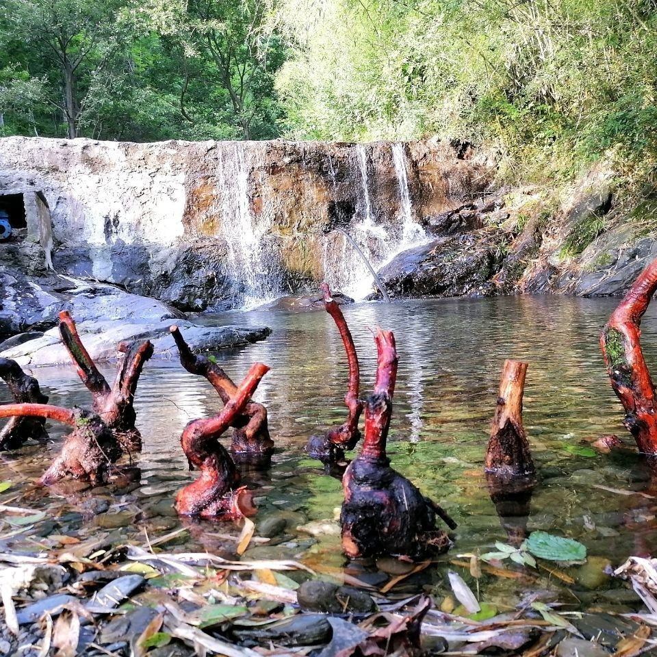 山木香老桩,嫁接月季花玫瑰蔷薇花苗砧木庭院盆景树桩盆栽老桩