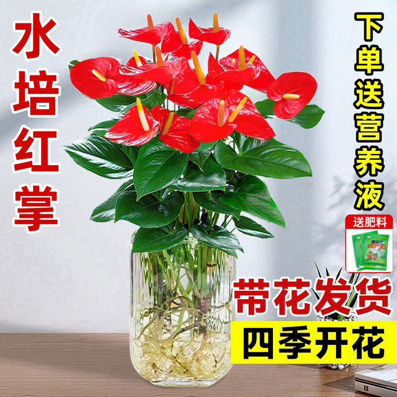 水培红掌盆栽带花一帆风顺花卉植物室内好养绿植鸿运当头四季开花