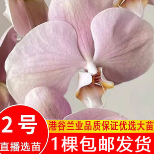 港谷蝴蝶兰业兰大花包对版苗花梗纳博纳云朵奥尔堡大白v3帕多瓦