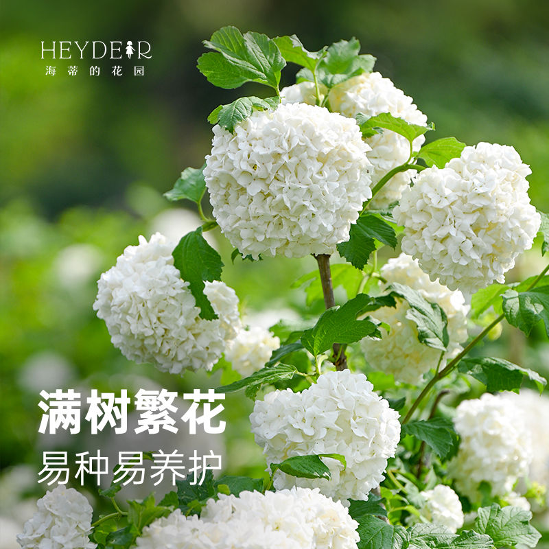 海蒂的花园旗舰店欧洲木绣球玫瑰花苗庭院花卉盆栽植物耐寒树苗