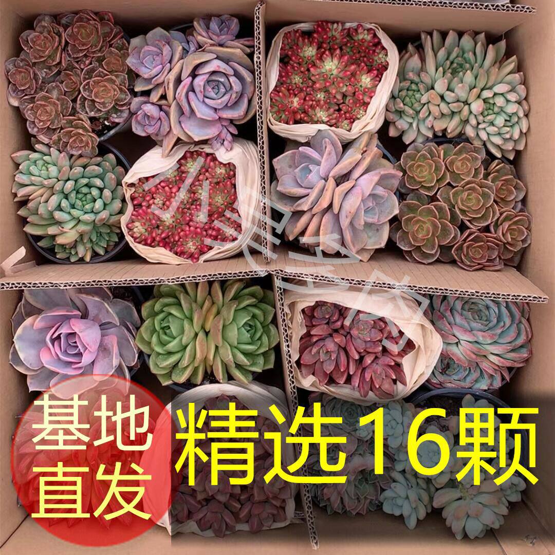 多肉植物室内阳台盆栽组合新手花草花卉绿植玉露红宝石橙梦露