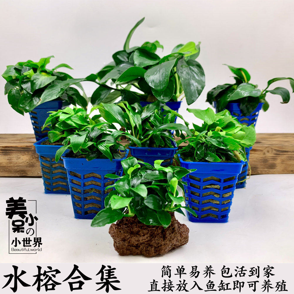 迷你榕沉木造景小水榕迷你黄金榕瓦里斯榕鱼缸活体阴性水草包邮