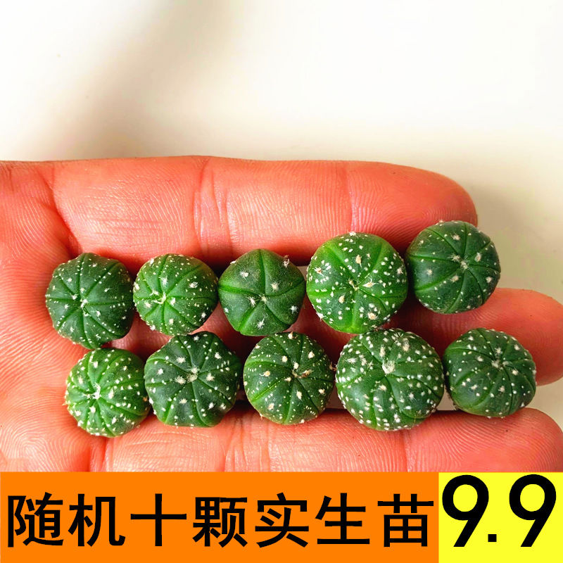 实生仙人球小苗组合套餐仙人掌多肉植物室内花卉小盆栽DIY星