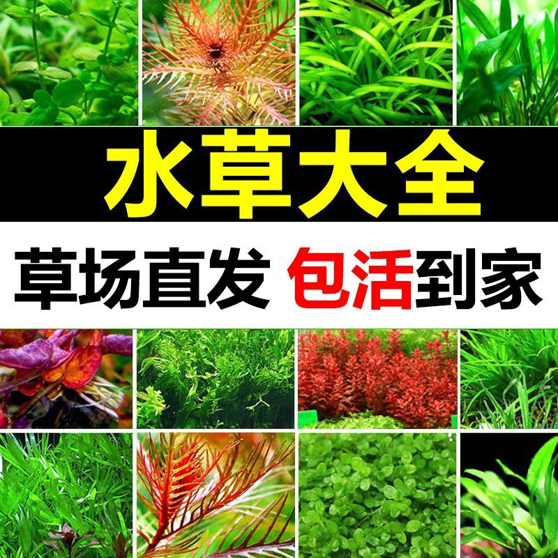 鱼缸水草植物活懒人水榕沉木莫斯真草阴性蜈蚣草增氧草缸造景
