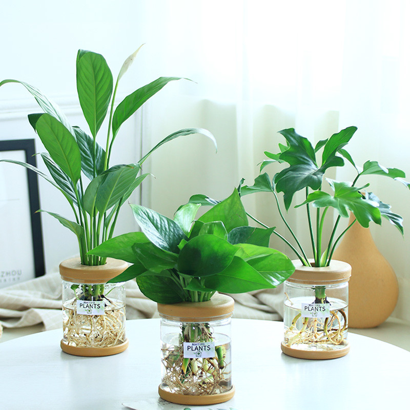 绿萝水培盆栽植物室内花卉绿植办公室绿箩发财树除甲醛富贵竹