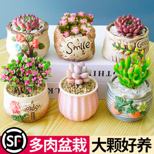 多肉植物组合室内小盆栽玉露桃蛋带陶瓷花盆土老桩高端仙人球