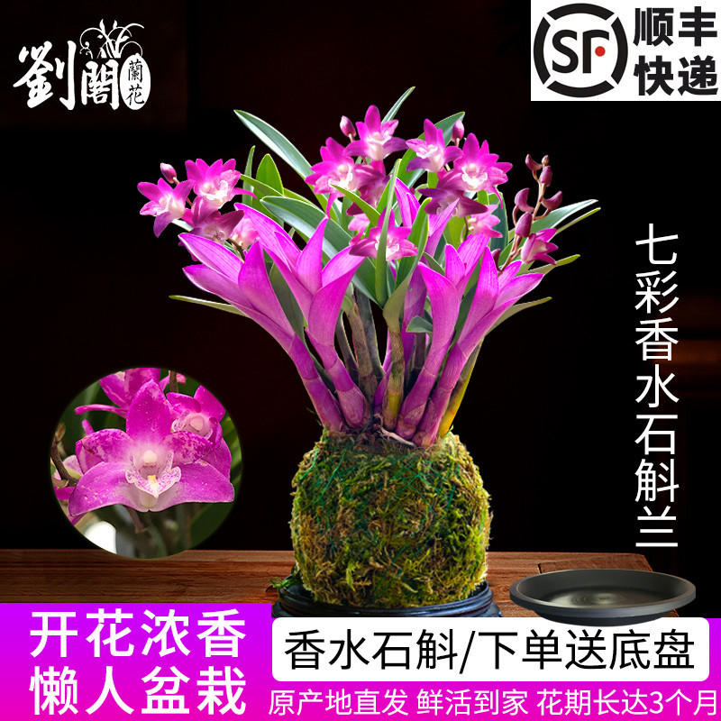 兰花苗 七彩香水石斛 好养绿植浓香型石斛改善睡眠绿植净化空气