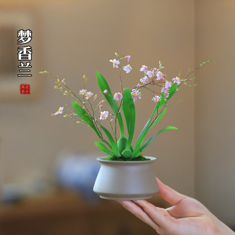 文心兰梦香兰小兰花苗好养易活的绿植花卉盆栽客厅花卉植物室内花