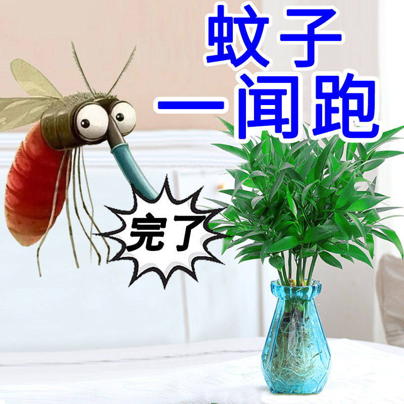 竹柏驱蚊水培植物 驱虫清香驱蚊竹办公室好养绿植室内桌面盆栽,鲜花速递/花卉仿真/绿植园艺,水生植物,淘宝优惠券,粉丝福利购,淘宝优惠卷
