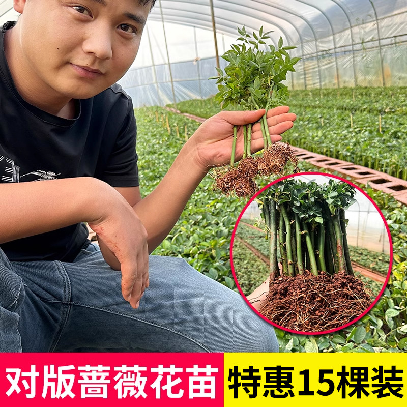 云南直发30颗蔷薇花苗爬藤四季开花藤本月季耐寒耐热花卉植物小苗