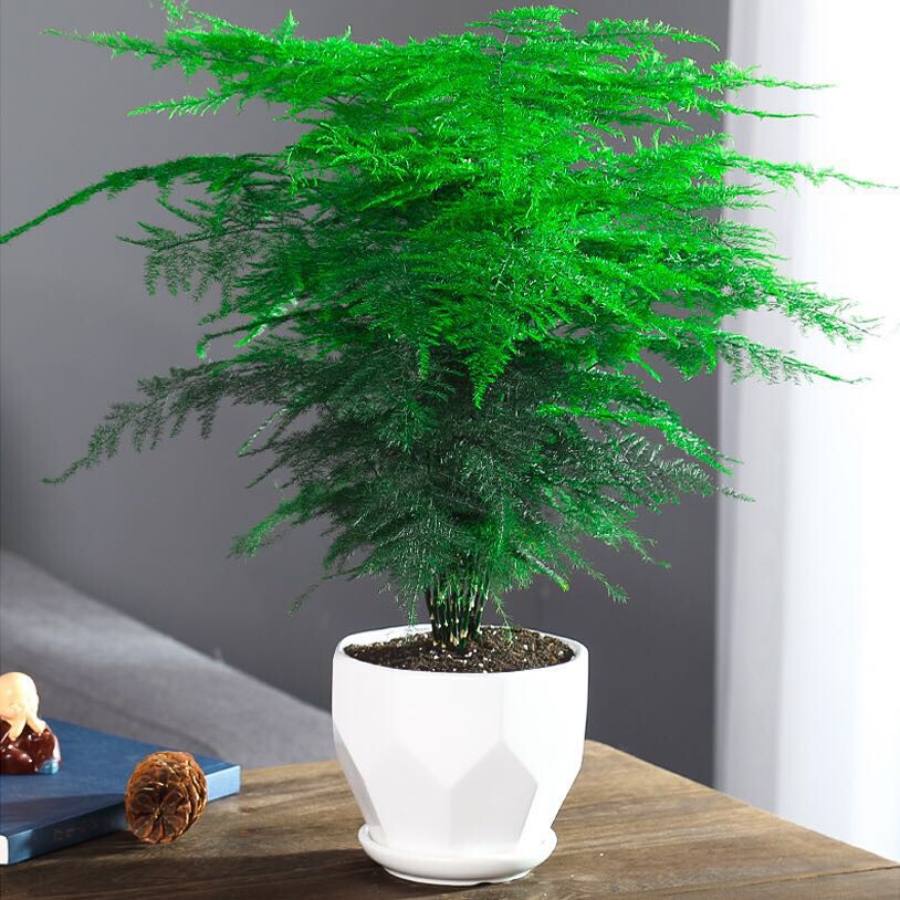 文竹盆栽植物室内办公室水培客厅懒人小绿植花卉大全盆景四季