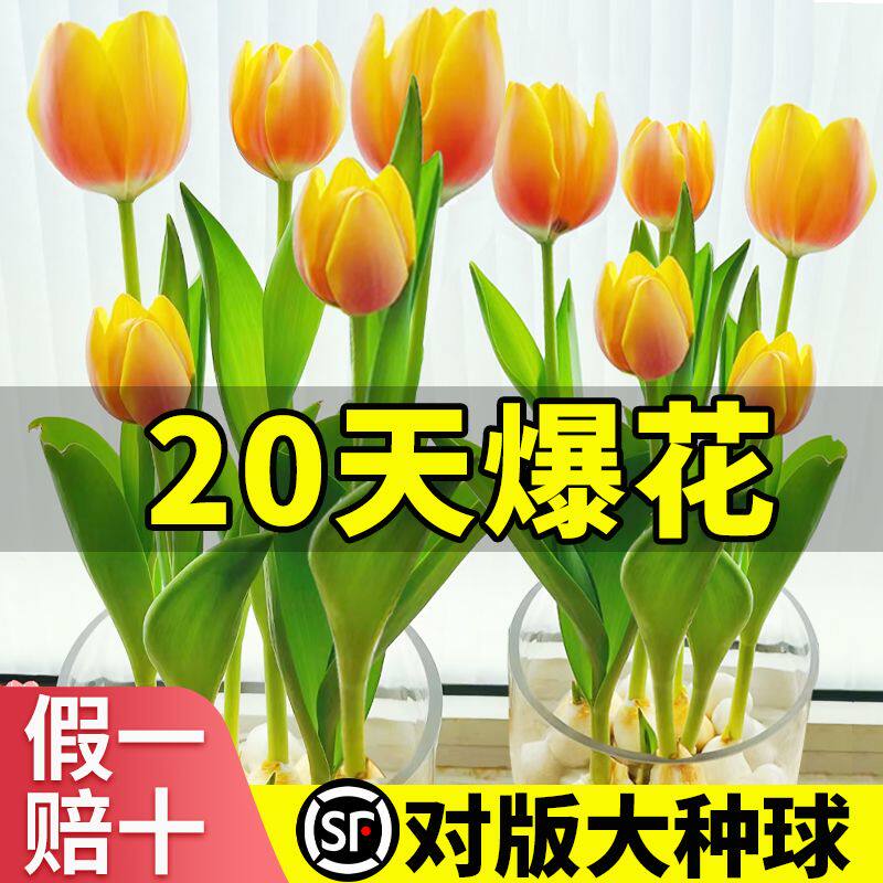 进口郁金香种球水培植物室内阳台土培盆栽种子好养花卉成鲜花苗