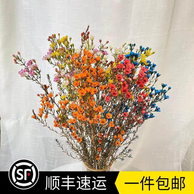 多色 进口澳洲腊梅 澳梅雪柳新鲜家庭办公室水养花卉云南基地直发