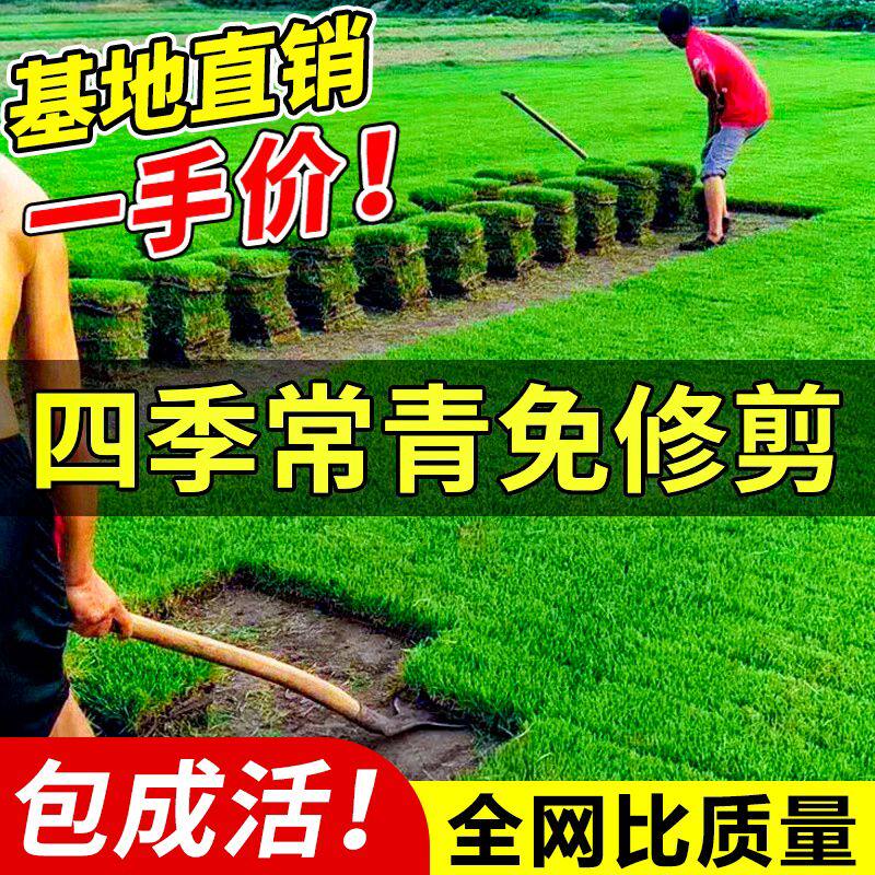 草皮真草坪带泥土马尼拉绿化植物果岭台湾草百慕大庭院免打理