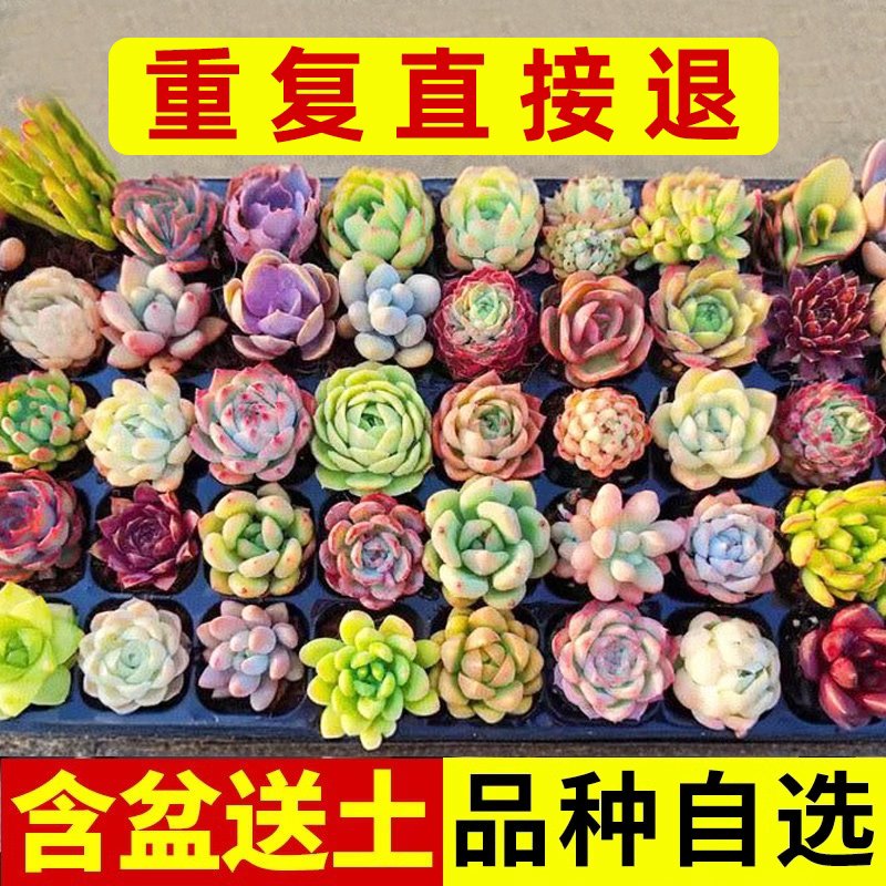 多肉植物大颗好养玉露老桩新手套餐带盆可批发组合室内外花卉