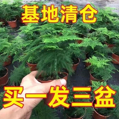 文竹盆栽绿植花卉盆景植物室内客厅水培文松云竹带盆大苗四季