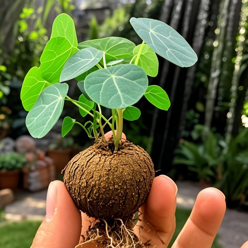 山乌龟植物金不换盆栽红藤血藤水培盆景爬藤室内桌面多肉绿植