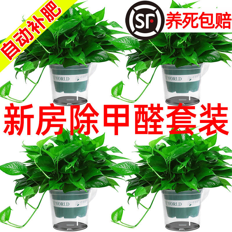新房装修 除甲醛 大绿萝批发盆栽室内植物水培绿植吸甲醛绿箩长藤