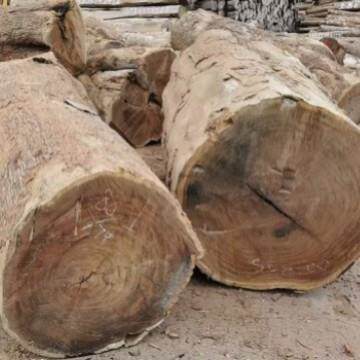 车皮灰原木级黑檀木风木雕刻工二艺品硬质材442料皮灰风车黑檀木