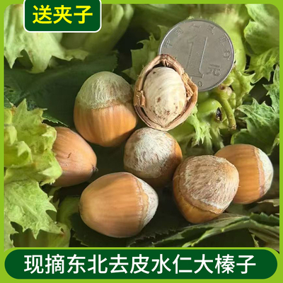 25年新大榛子新货东北非野生去绿皮水仁水瓤桓仁鲜生榛子5斤包邮