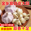 2025年新蒜山东大蒜种子批发 种植山东紫皮蒜5斤大蒜山东产地直发