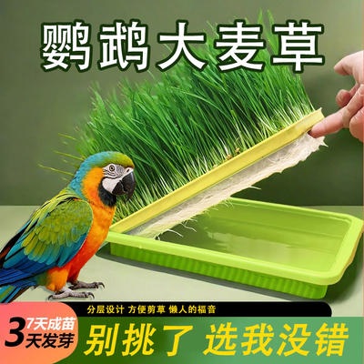 鹦鹉大麦草天然食用草啃咬草饲料水培种子促消化解闷营养水培鸟草