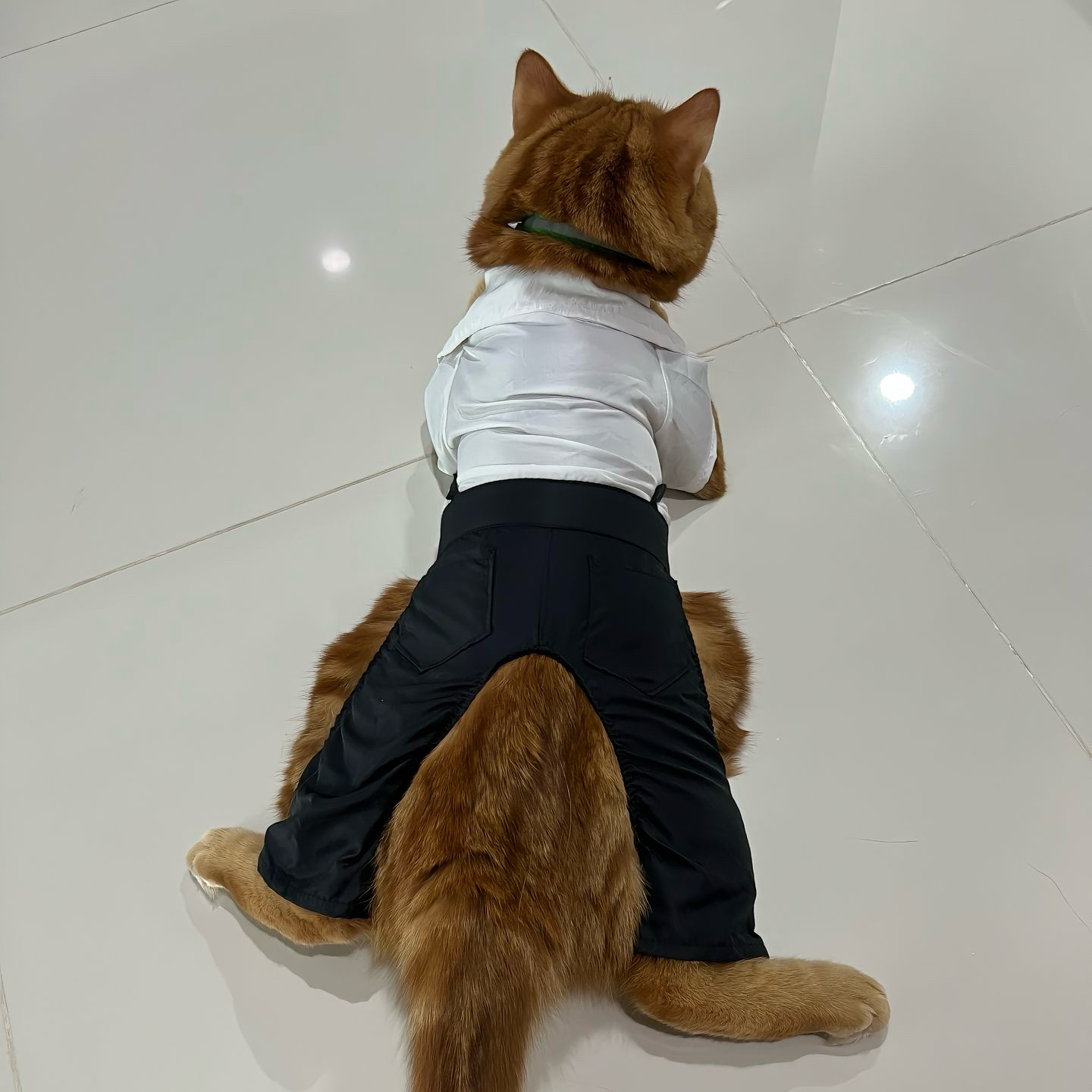 衣服背带小西装小型犬猫咪可爱狗狗衣服结婚帅气英伦风四脚衣