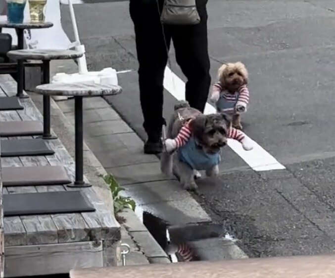 狗狗衣服搞笑搞怪狗狗拿刀搞怪衣服边牧金毛中大型犬COS服抽象服