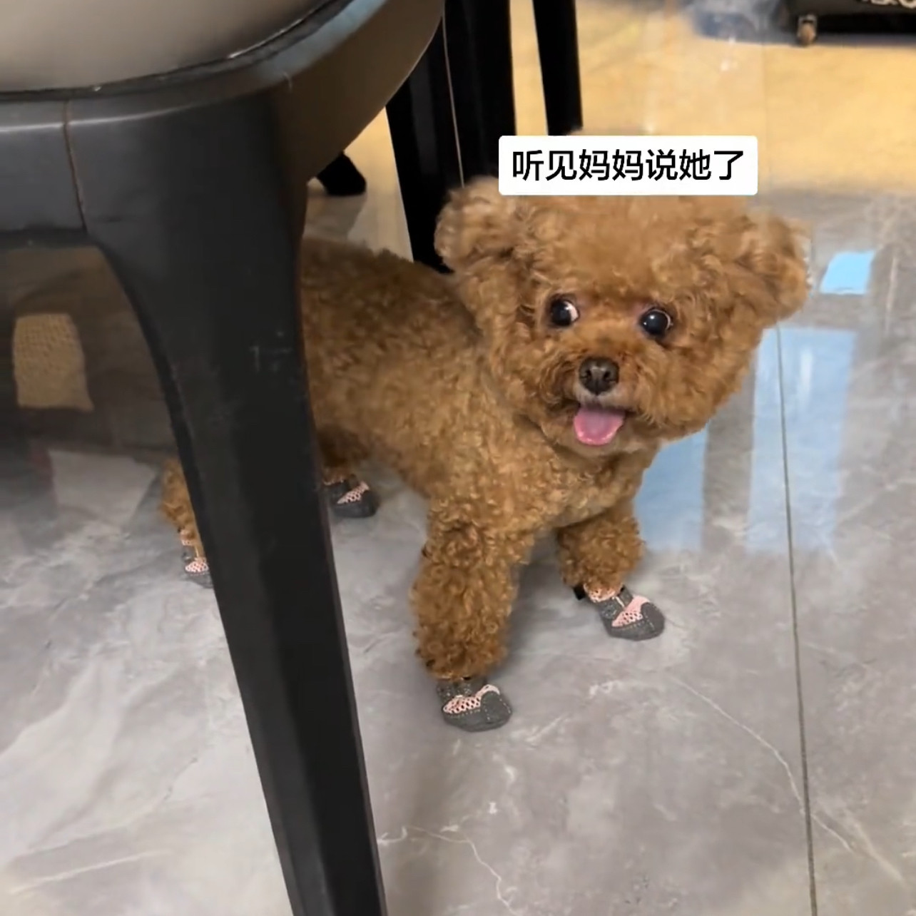 新款便携遛狗专用宠物猫狗小型犬鞋子透气网孔迷你轻便防滑软底鞋