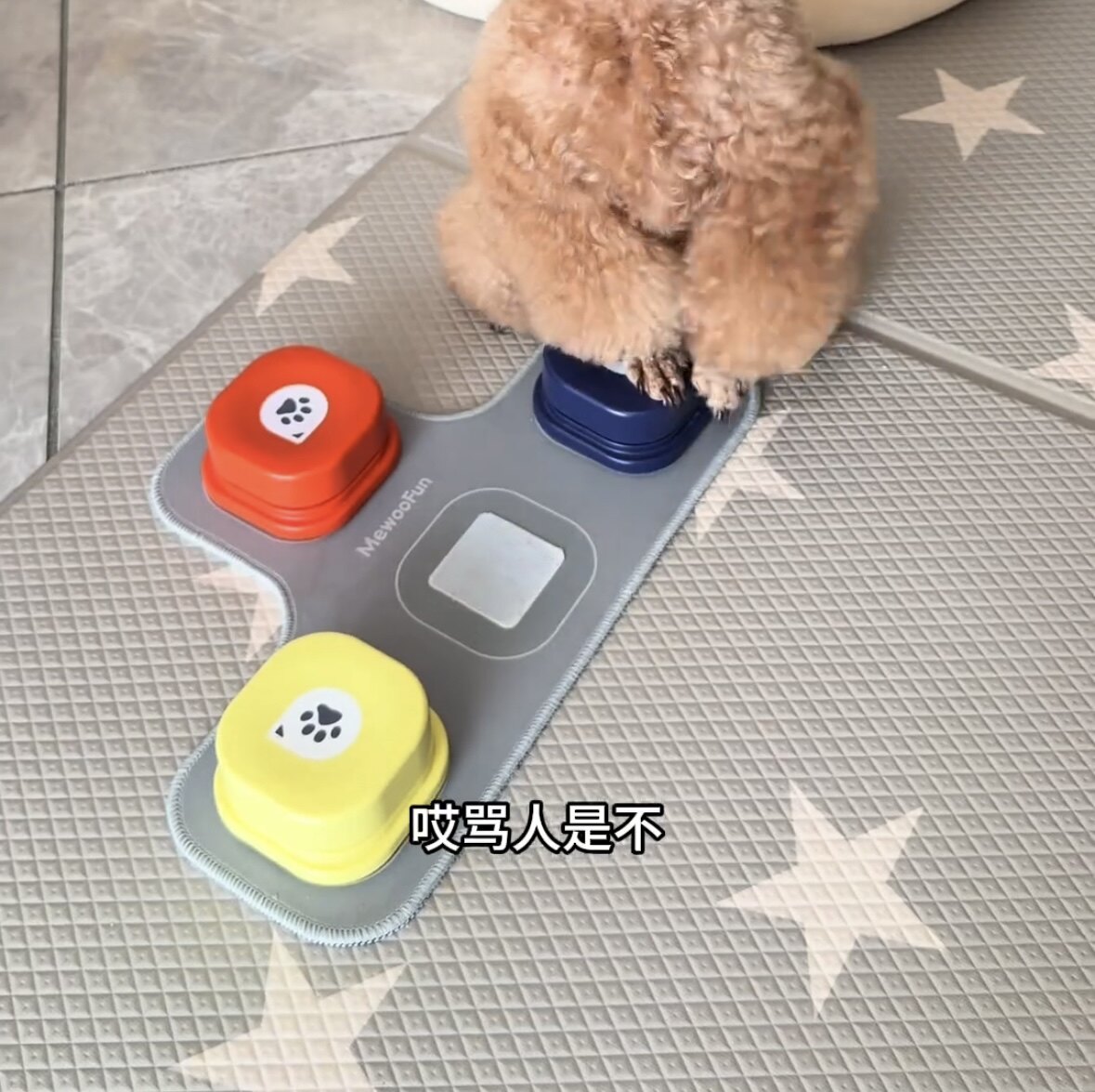 狗狗按钮说话训练宠物交流发声狗对话按键猫咪吃饭小狗猫按铃器犬