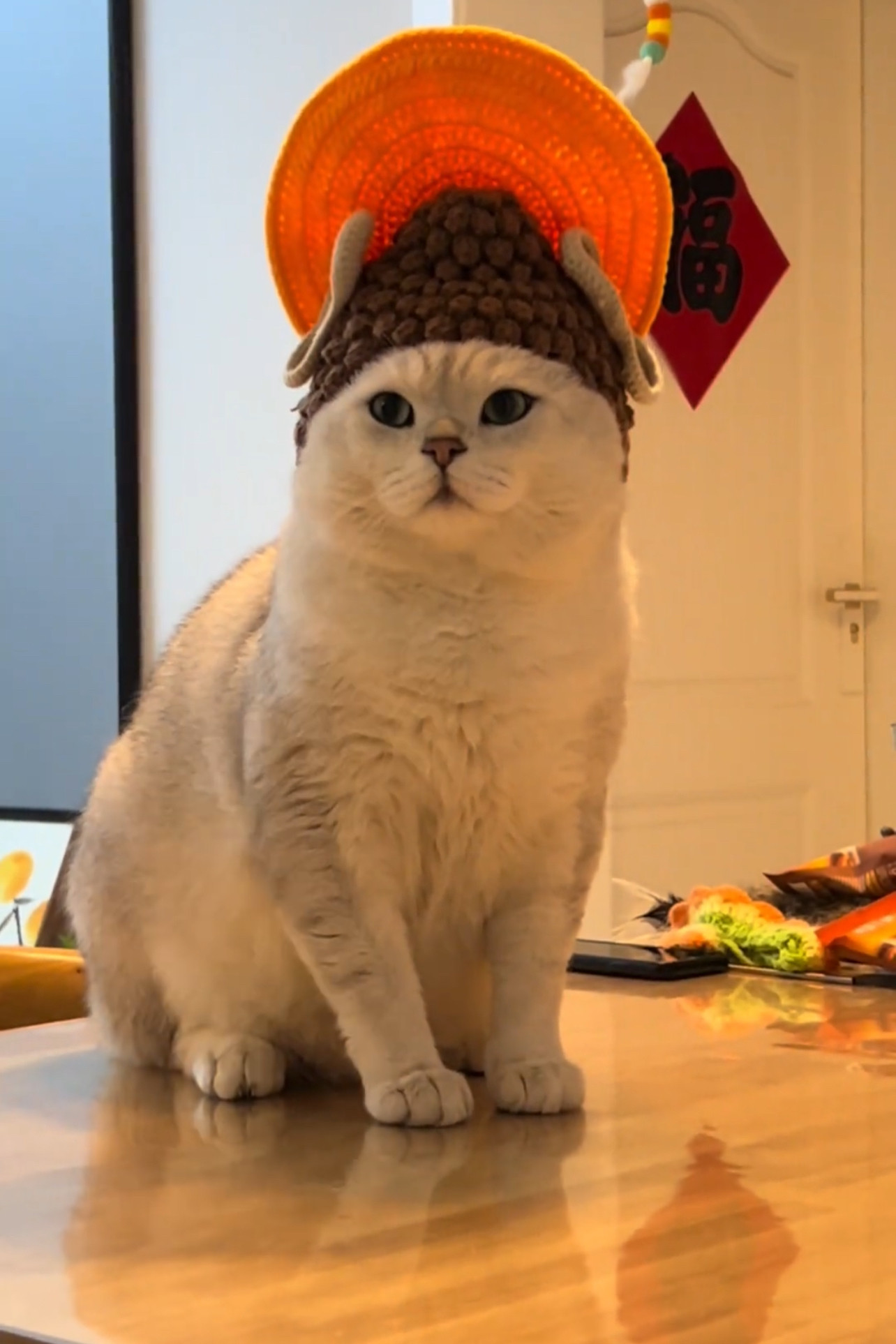 帽子材料小猫小狗自制针织新款个性宠物用品手工diy钩针毛线佛祖