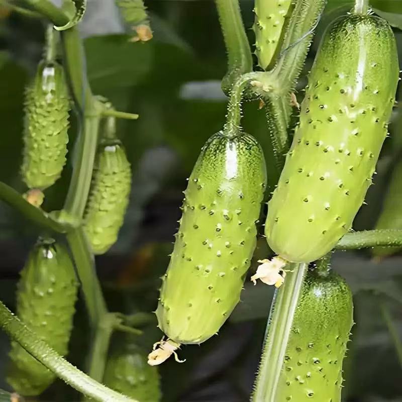 不搭架满地爬103水果黄瓜种子