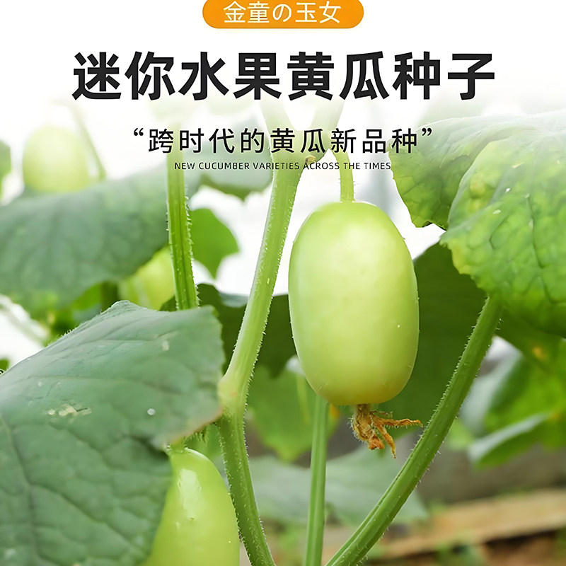 玉女水果黄瓜种子脆甜拇指小黄瓜种籽四季秋阳台盆栽易种蔬菜种孑